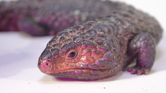 Shingle back Lizard or Tiliqua rugosa, or Bobtail Lizard, is a short-tailed, slow-moving species of blue-tongued skink (genus Tiliqua) endemic to Australia.