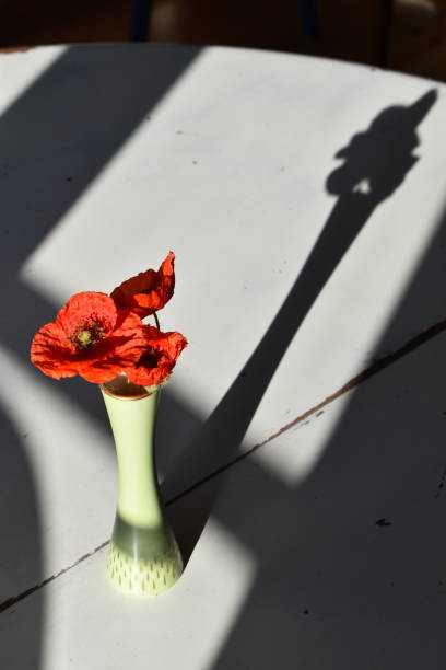 Home decor - fragil organic colorfull petals and straight dark gray shadows - contrasts.
