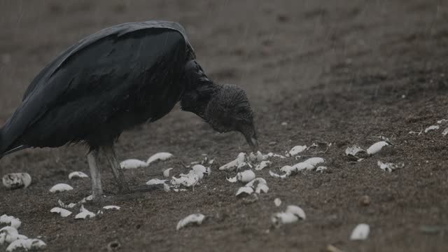 Black vulture foraging on the ground among scattered white turtle shells in the rain