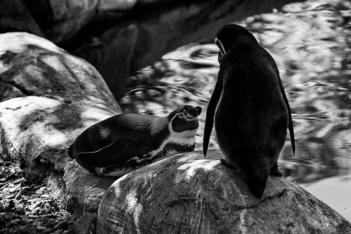A black and white photo of penguins at a zoo