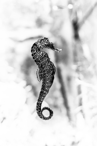 A black and white photo of a seahorse illuminated by light in underwater surroundings