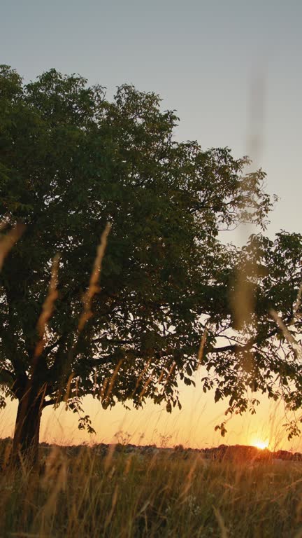 SLO MO Solitary Sentinel: Lone Tree in the Meadow at Dusk