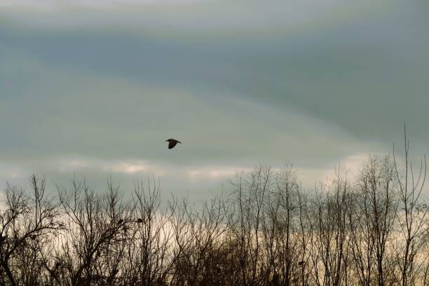 istock Bird in flight against cloudy sky with trees in background 2027229829