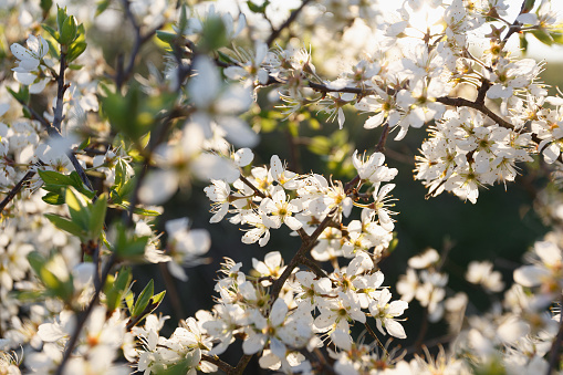 Wild pear trees blooming in the meadow