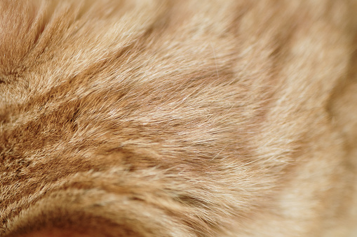 Close-up texture of a ginger cat hair