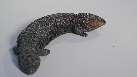 Shingle back Lizard or Tiliqua rugosa, or Bobtail Lizard, is a short-tailed, slow-moving species of blue-tongued skink (genus Tiliqua) endemic to Australia.