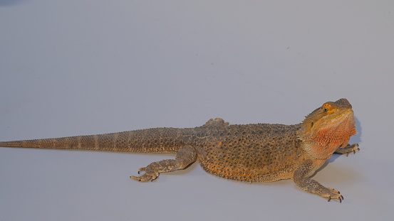 Pogona is a genus of reptiles containing eight lizard species, which are often known by the common name Bearded Dragons.
