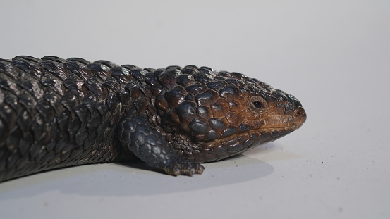 Shingle back Lizard or Tiliqua rugosa, or Bobtail Lizard, is a short-tailed, slow-moving species of blue-tongued skink (genus Tiliqua) endemic to Australia.