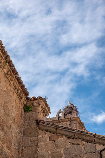 Storks nest on top of the Church