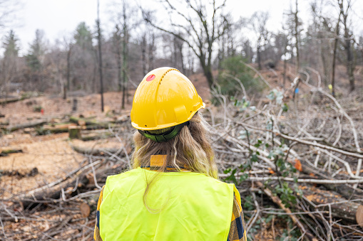 Forest ecosystem. female forestry worker inspecting old fallen tree, forester at work