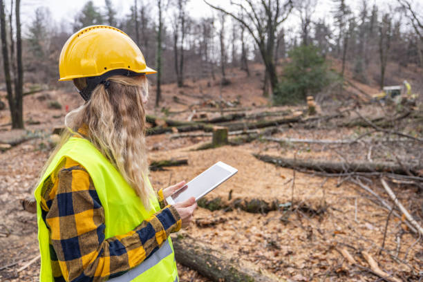 istock Female environmentalist researcher with data gathering equipment in a storm damaged forest 2027261088