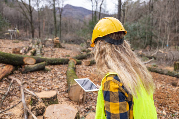 istock Female environmentalist researcher with data gathering equipment in a storm damaged forest 2027262230
