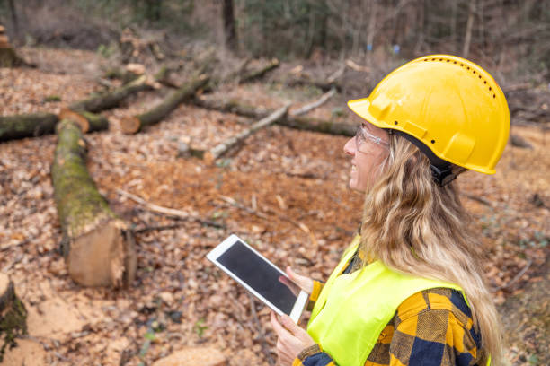 istock Female environmentalist researcher with data gathering equipment in a storm damaged forest 2027262737