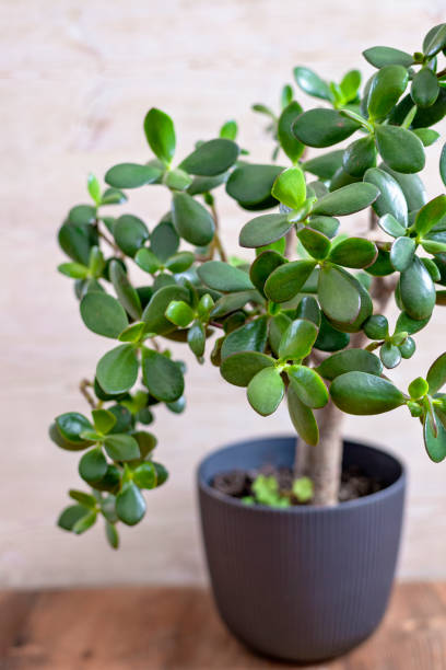 Beautiful Crassula ovata, Jade Plant, Money Plant, succulent plant in a modern flower pot Jade plants (Crassula ovata), sometimes called money tree, popular house plant generally easy to care for. A favorite houseplant often used as a bonsai. Home decor and gardening concept. jade plant stock pictures, royalty-free photos & images
