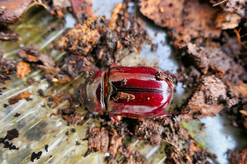 Oryctes nasicornis (Female European Rhinoceros Beetle) found in a pile of wood chippings