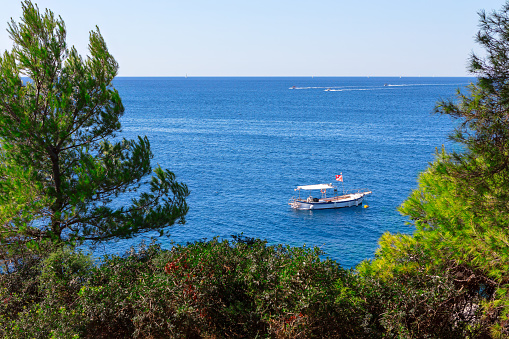 Boat on the blue sea in the background of the blue sky. Coniferous trees growing on the seaside