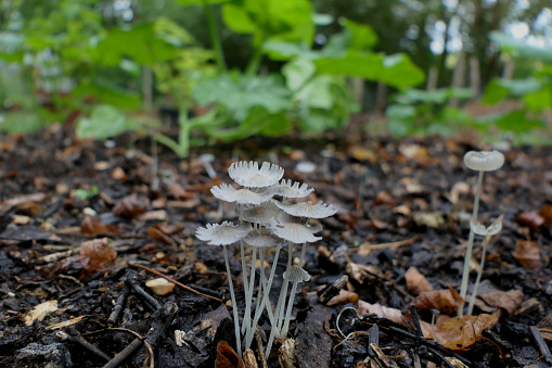 Coprinus lagopus (Hares Foot Inkcap) growing on a pile of wood chippings