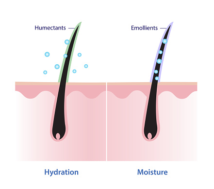 Comparison of hair hydration and hair moisture vector illustration isolated on white background. Humectants attract moisture in to the hair, emollients seal in moisture and deliver long lasting results. Hair care concept.