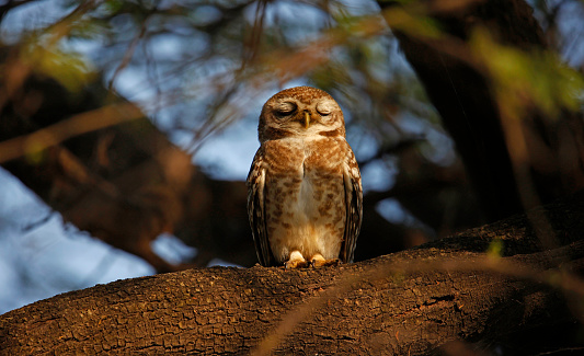 Spotted owlet perched in a tree