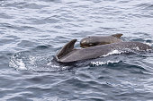 A mother pilot whale (Globicephala melas) and her calf share a tender moment in the rippling waters of the Lofoten Islands, near Andenes. Norway