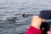 A person captures a memory of a pilot whale sighting during an excursion near Andenes, in the cool northern sea. Lofoten Islands, Norway