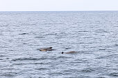 Against the cool hues of the North Atlantic, a family of pilot whales near Andenes enjoys the open waters of the Lofoten Islands, Norway.