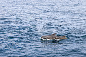 A mother pilot whale and her calf cut through the waters of the Norwegian Sea, with the gentle mist of their breath visible above the surface near Andenes