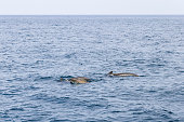 The dynamic waters of the Norwegian Sea near Andenes provide a backdrop for a pilot whale family, their harmonious swim captured in the wild