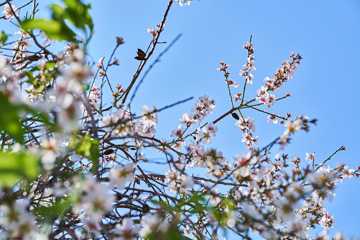 Almond tree blooming in spring