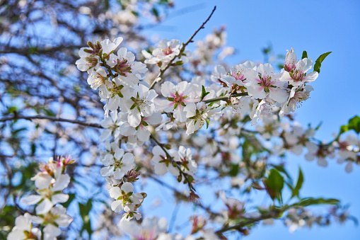 Almond tree blooming in spring