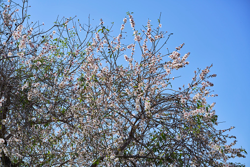 Flowering cherry tree in spring