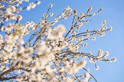 Macro photo of a almond blossoms in the Quinta De Los Molinos, Madrid, MD, Spain