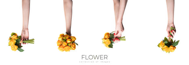 Female hand with fresh yellow roses on white background. Isolated. High quality photo