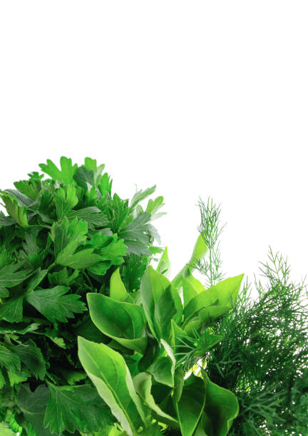 istock Fresh aromatic herbs. Isolated without shadow on white.Blue and green basil, parsley, dill, cilantro.Fresh basil leaves 2027314787