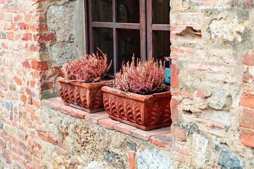 Clay flower pot full of purple with purple heather on tiled windowsill of small old destroyed bricks house. Monteriggioni, Italian village.