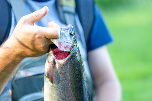 Freshly caught rainbow trout presented by a fisherman, a trout angler holding the fish by the gills. Close up shot, focus on hand and gills.