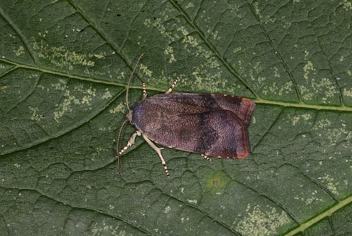 Langmaid's Yellow Underwing (Noctua janthina) adult at rest on leaf\n\nEccles-on-Sea, Norfolk, UK.    July