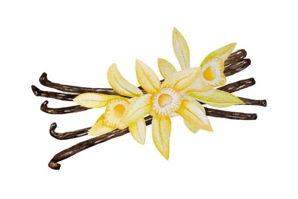 Vector illustration of Vector and watercolor vanilla pods and flowers, bunch of dried beans, hand painted on paper, white background