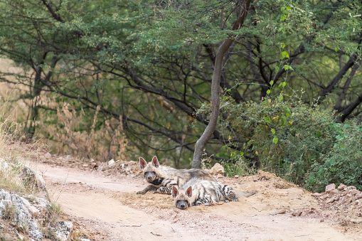 Wild Striped hyena or hyaena hyaena family or pair with calm face and alert ears in action roadblock or blocking forest road track in outdoor jungle safari in ranthambore national park rajasthan india