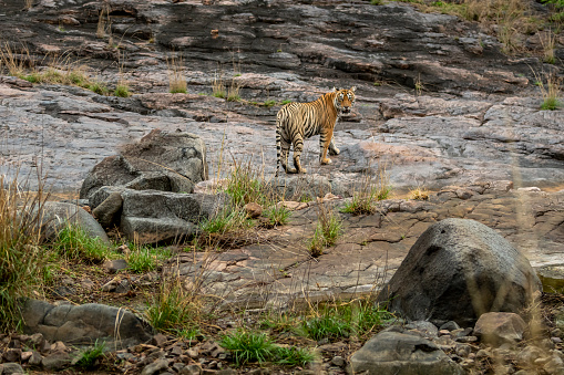 indian wild female tiger or tigress panthera tigris looking back with eye contact during safari in rocky hill terrain habitat at ranthambore national park forest reserve sawai madhopur rajasthan india