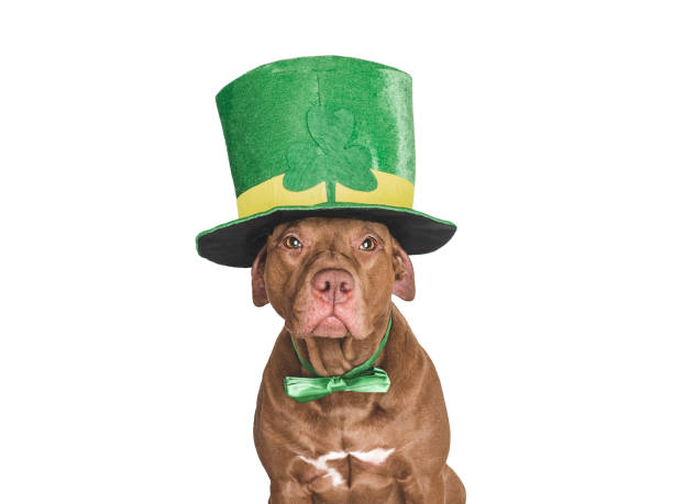 lovable, pretty puppy and a bright green hat - 16331 zdjęcia i obrazy z banku zdjęć