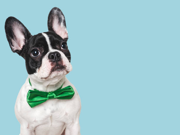 Cute puppy and bright bow tie. Close-up, indoors