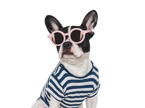 Cute puppy, stylish T-shirt and sunglasses. Isolated background. Closeup, indoors. Studio shot. Day light. Beauty and fashion. Concept of care, education, training and raising pets