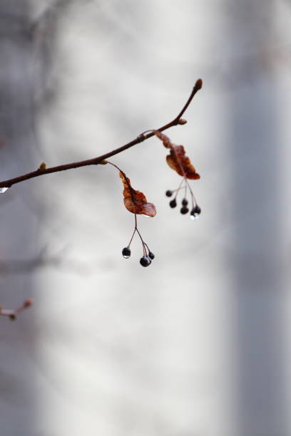 liście, gałąź, roślina, deszcz, deszcz, spadek, ross, jagody, natura, piękne miejsce, cuda natury, mokre drzewa, las, cisza, zimny, wiosna, fotografia makro, tło - cisza_ zdjęcia i obrazy z banku zdjęć