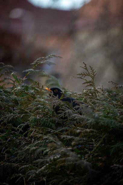 Collorful bird hiding  in bush Collorful bird hiding  in bush collorful stock pictures, royalty-free photos & images