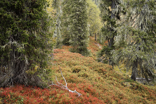 Autumnal old-growth spruce forest in Riisitunturi National Park, Finnish Lapland