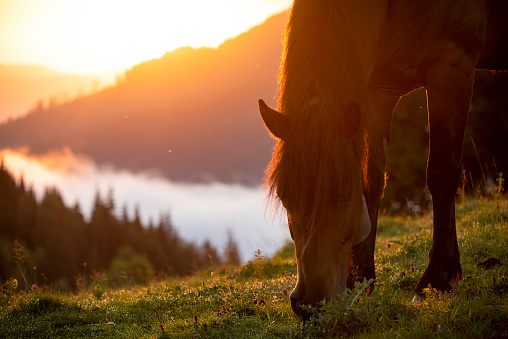 a horse grazes in a meadow at dawn in the mountains in the first rays of the sun. Wet grass covered in dew, sparkling in the dawn sun.