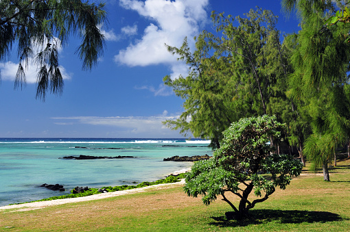 Palmar, Quatre Cocos, Flacq District, Mauritius: long white sand beach on the east coast, with casuarina trees providing shade. Home to many hotels, from small boutique hotels to large resorts.