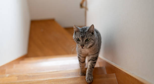 istock cat walking up the stairs 2027408006