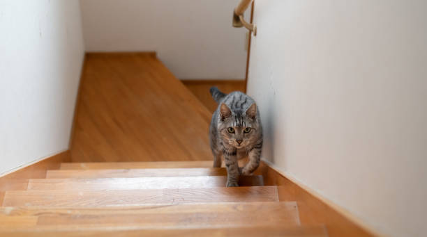 istock cat walking up the stairs 2027408017